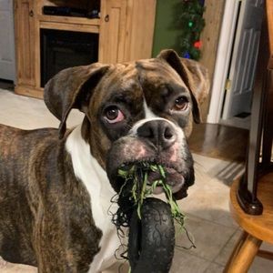 Meet your Posher, Chole